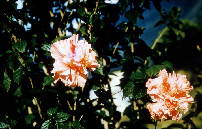 double-hibiscus